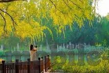 麻豆传媒画-以光影绘梦，探秘麻豆传媒画艺的微妙世界